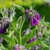 Comfrey Leaf C/S