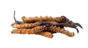 Cordyceps Sinensis Cordyceps Sinensis