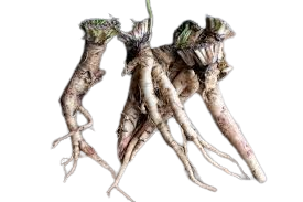 Dandelion Root Dandelion