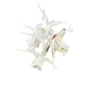 Horny Goat Weed