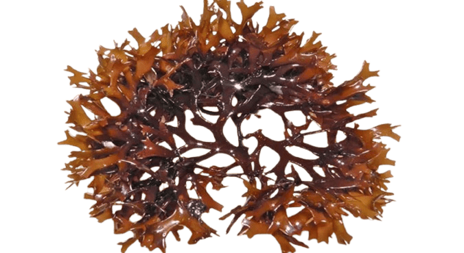 Irish Sea Moss