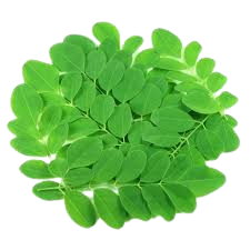 Moringa Leaf