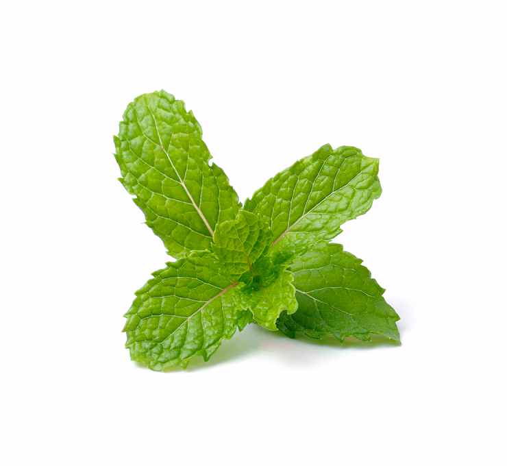 Spearmint