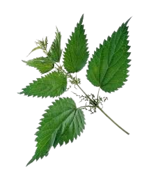 Stinging Nettle herb Stinging Nettle herb