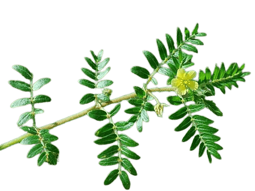 Tribulus Terrestris