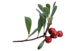 Uva Ursi Uva Ursi