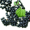 elderberry