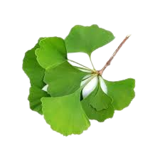 ginkgo biloba