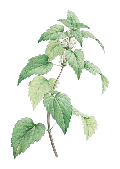 goat weed