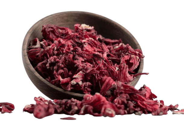 hibiscus hibiscus