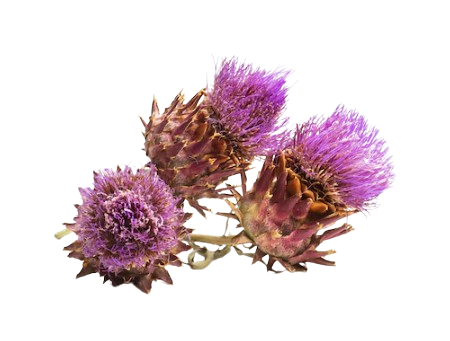Milk Thistle