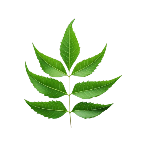 neem