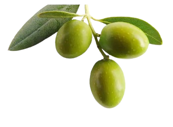 olive leaf