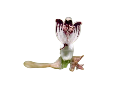 Andrographis herb