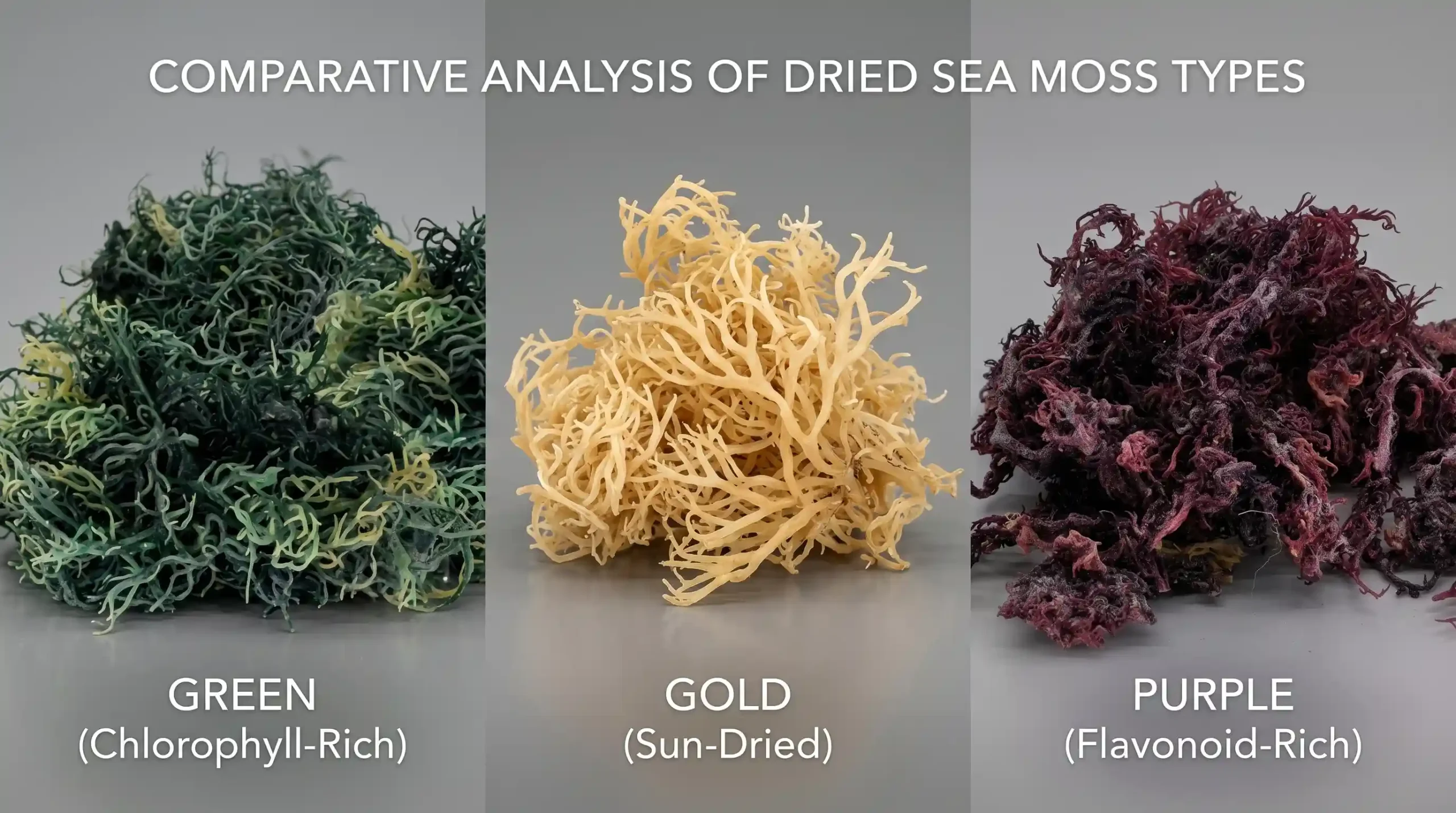 green sea moss vs gold sea moss vs purple sea moss