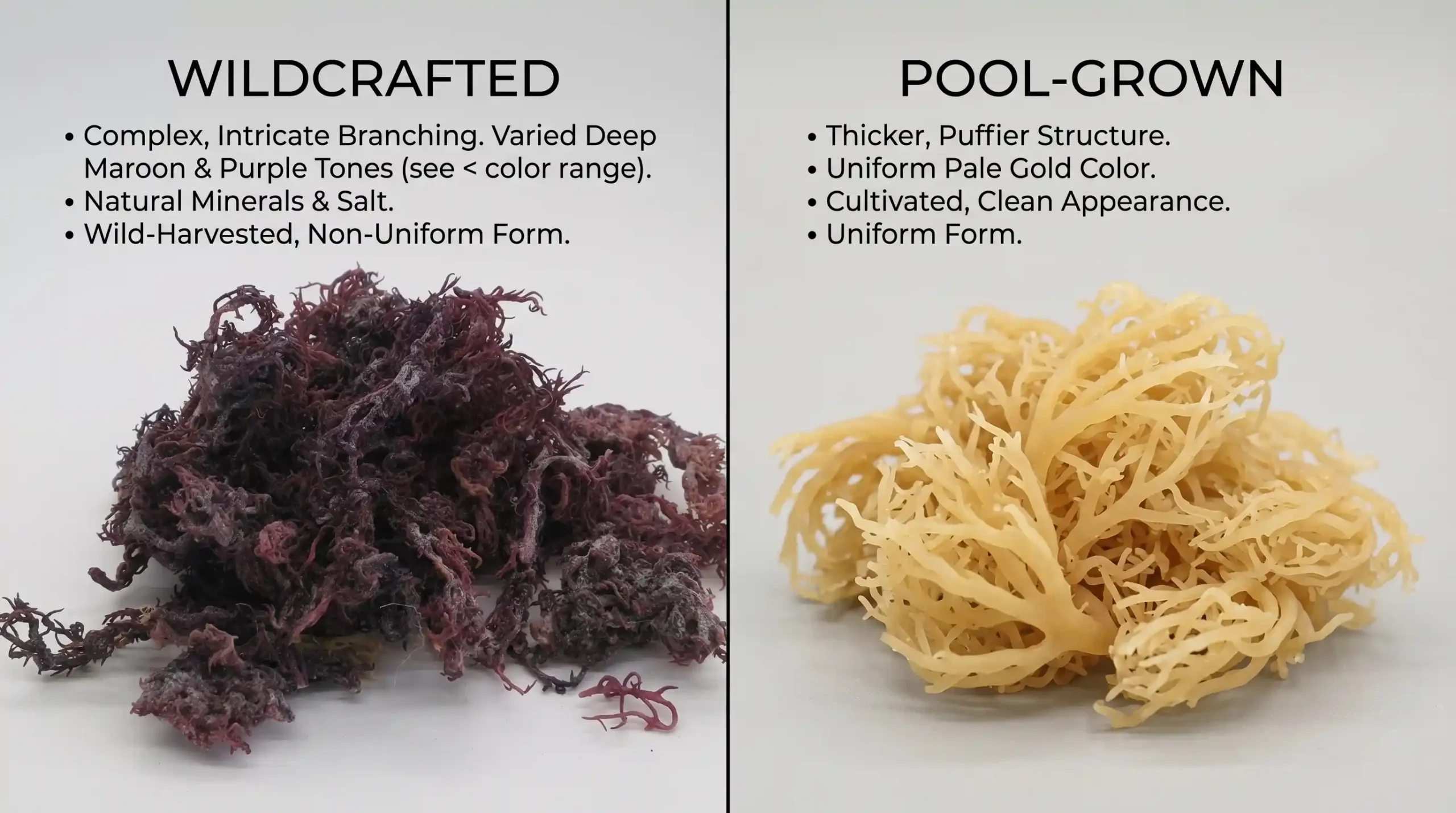 true sea moss vs pool grown sea moss